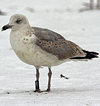 Herring Gull
